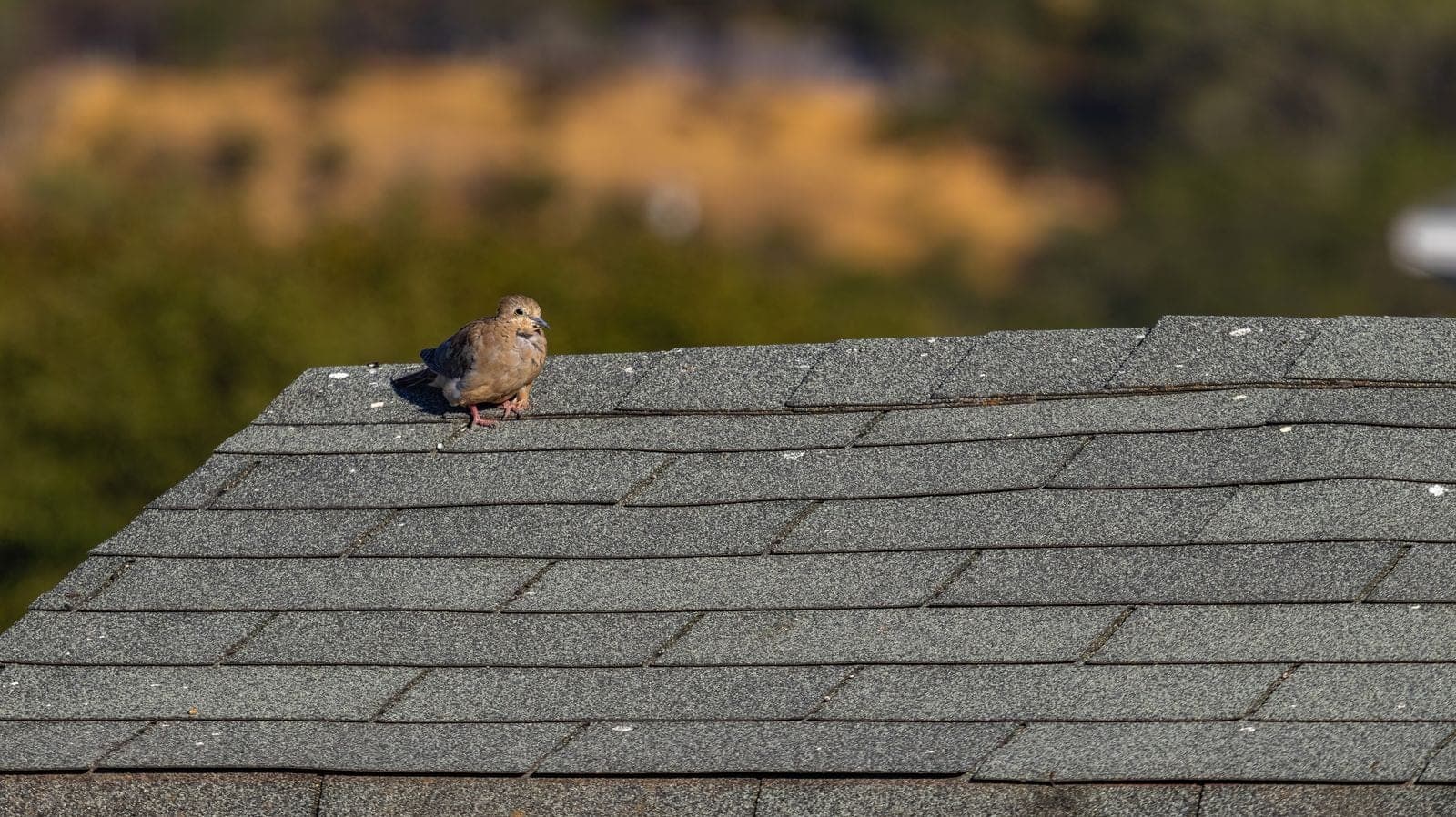 Close-up of a gray asphalt shingle roof with a small bird perched on the shingles