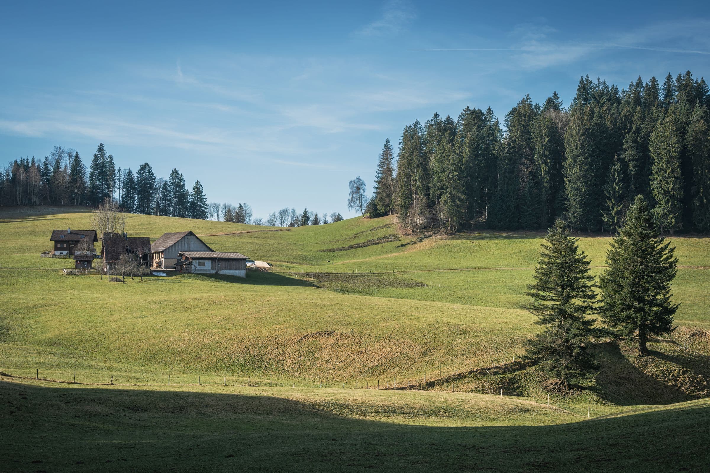 Farmhouses on rolling green fields with tall evergreen trees