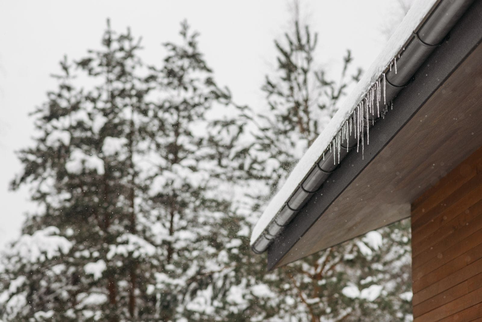 Snowy roof edge and gutter with icicles beside pine trees